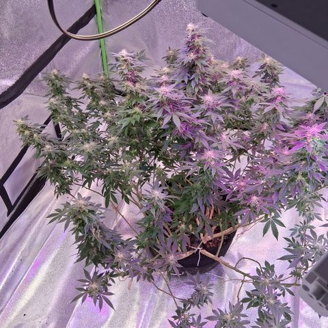 Gorilla  growlog timeline photo