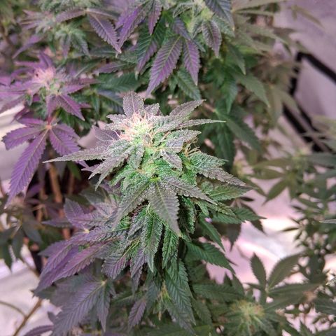 Gorilla  growlog timeline photo