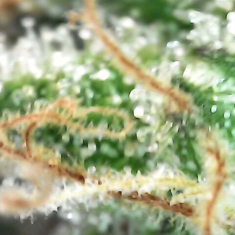 Gorilla  growlog photo: Tricomb check 
