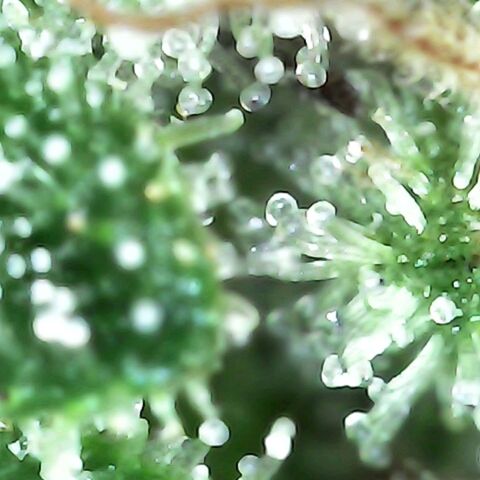 Gorilla  growlog photo: Tricomb check 