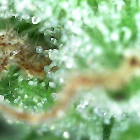 Gorilla  growlog photo: Tricomb check 