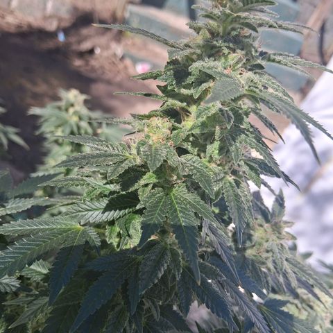 Gorilla  growlog timeline photo
