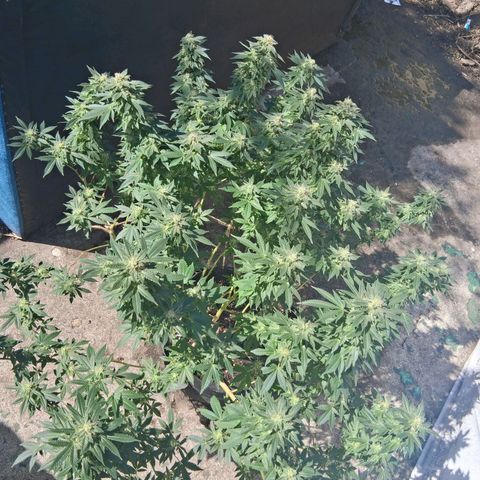 Gorilla  growlog timeline photo