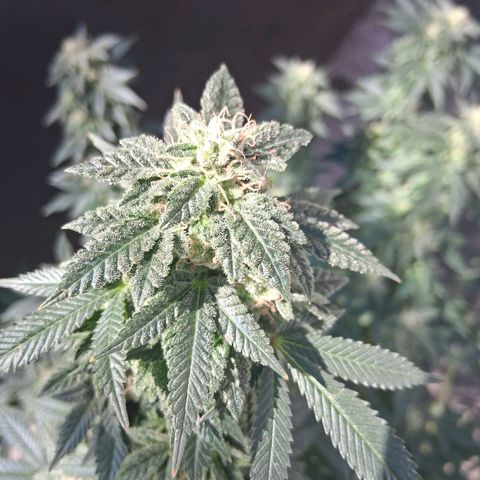 Gorilla  growlog timeline photo