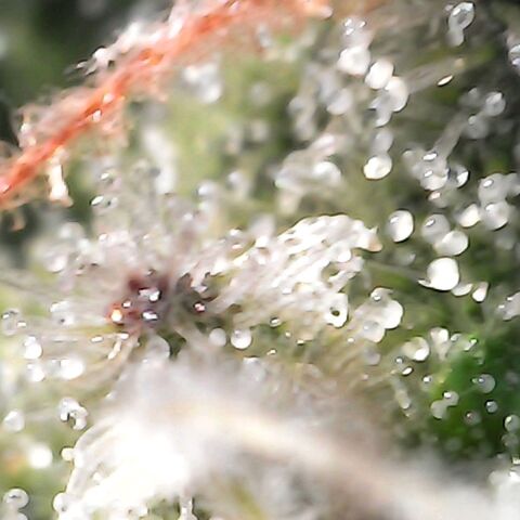 Gorilla  growlog timeline photo