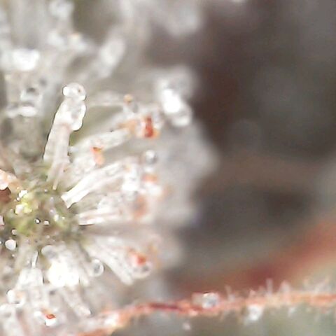 Gorilla  growlog timeline photo