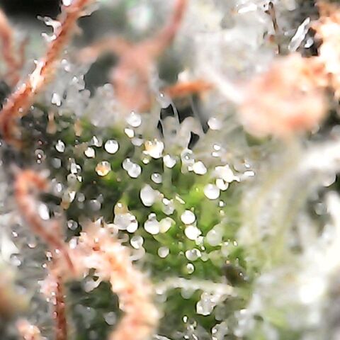 Gorilla  growlog timeline photo