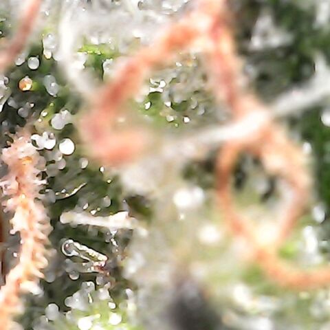 Gorilla  growlog timeline photo