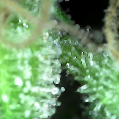 Gorilla  growlog timeline photo