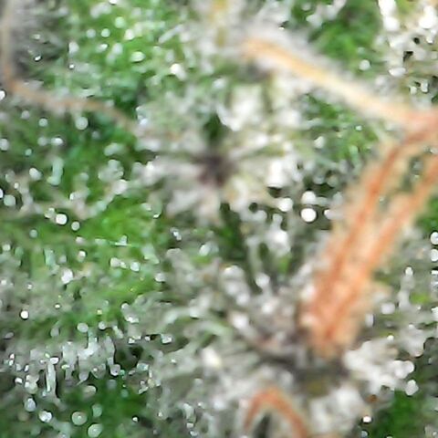 Gorilla  growlog timeline photo