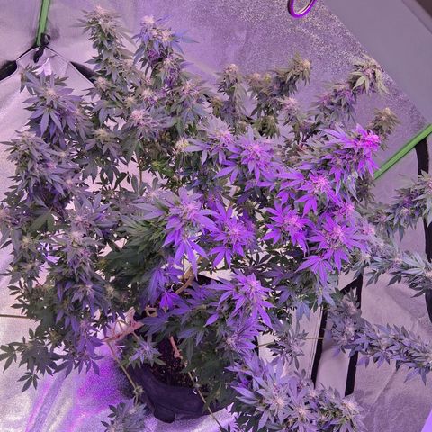 Gorilla  growlog timeline photo