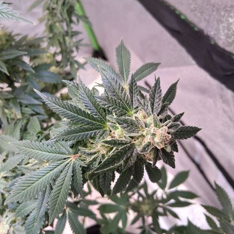 Gorilla  growlog timeline photo