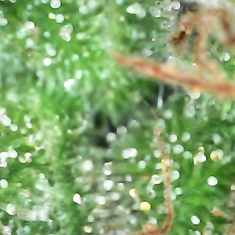 Gorilla  growlog timeline photo