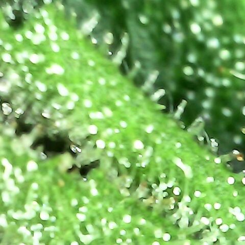 Gorilla  growlog timeline photo