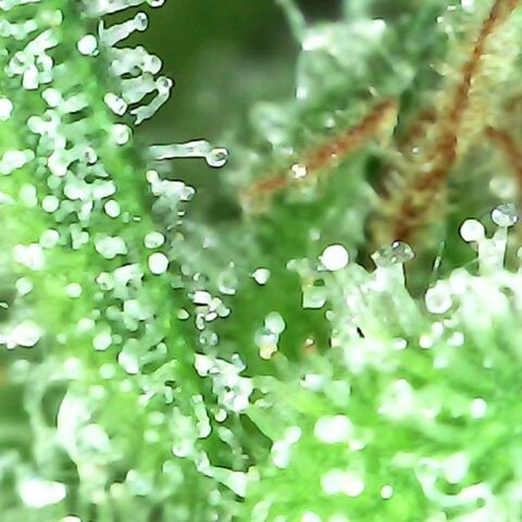 Gorilla  growlog timeline photo