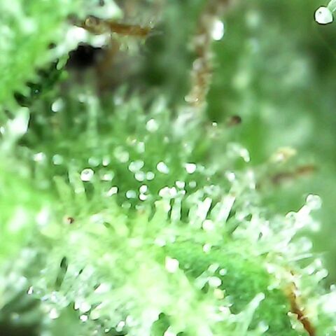 Gorilla  growlog timeline photo