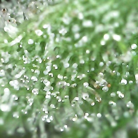 Gorilla  growlog timeline photo