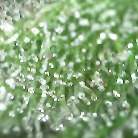 Gorilla  growlog timeline photo