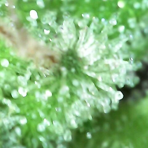 Gorilla  growlog timeline photo