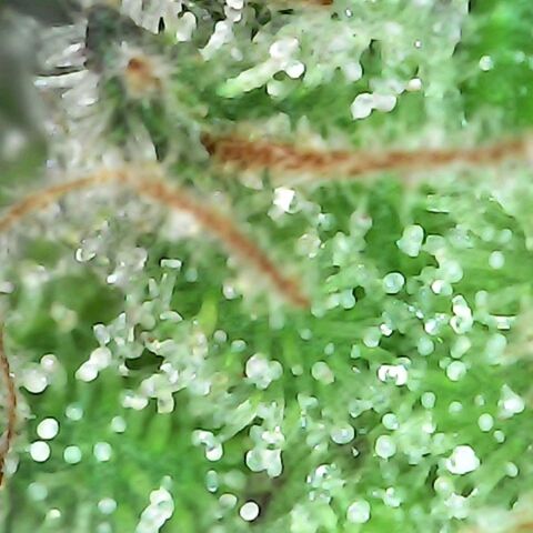 Gorilla  growlog timeline photo