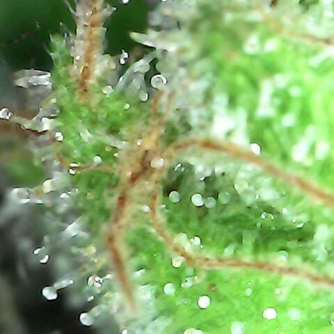 Gorilla  growlog timeline photo