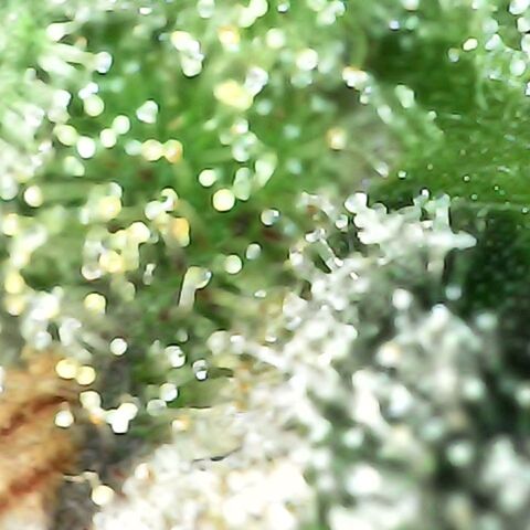 Gorilla  growlog timeline photo