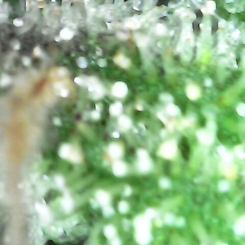 Gorilla  growlog timeline photo