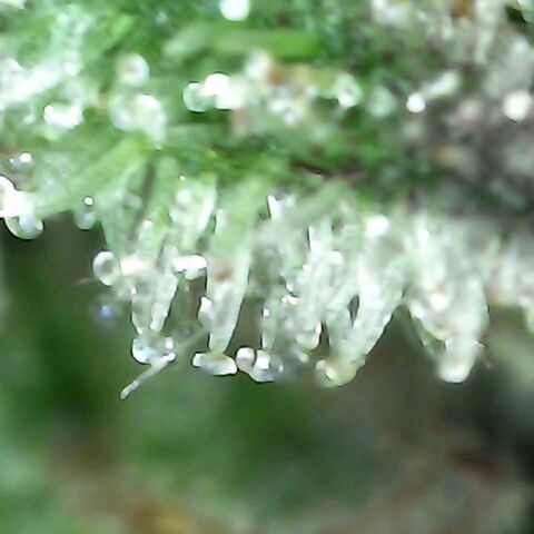 Gorilla  growlog timeline photo
