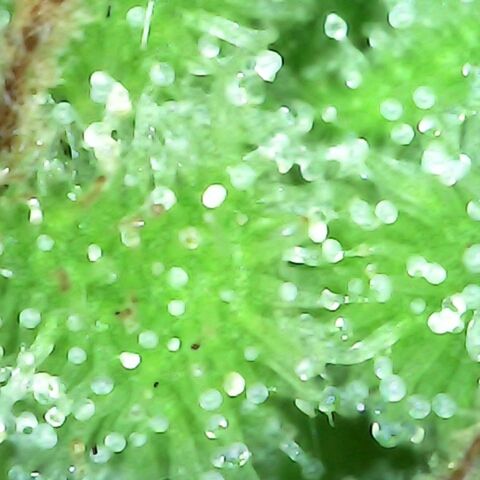 Gorilla  growlog timeline photo