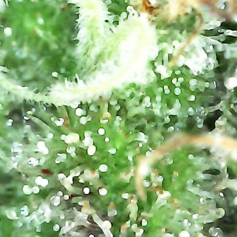 Gorilla  growlog timeline photo