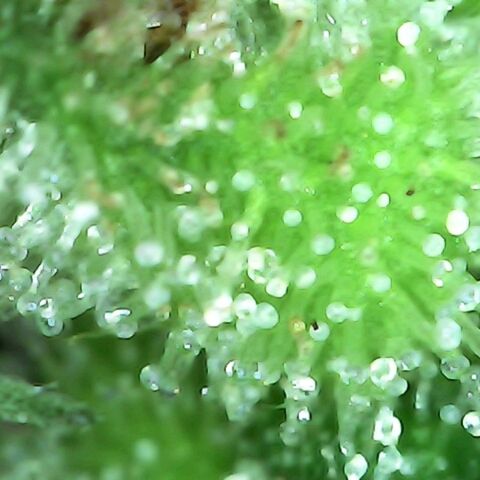 Gorilla  growlog timeline photo