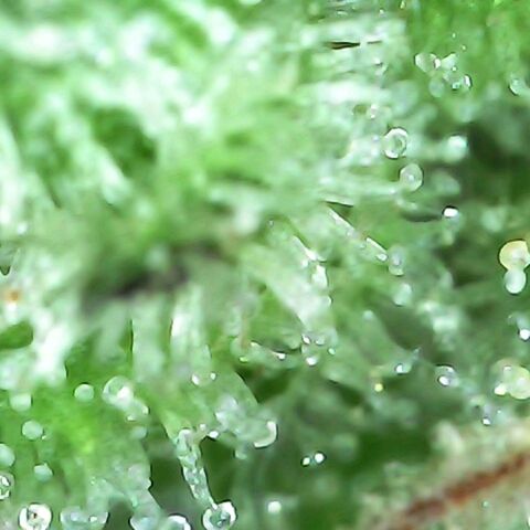 Gorilla  growlog timeline photo