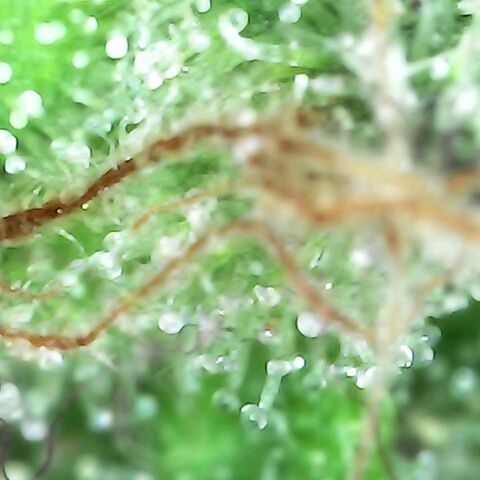 Gorilla  growlog timeline photo