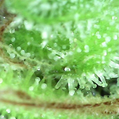 Gorilla  growlog timeline photo
