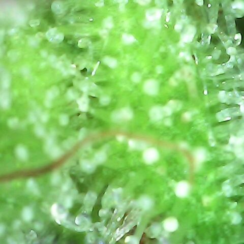Gorilla  growlog timeline photo