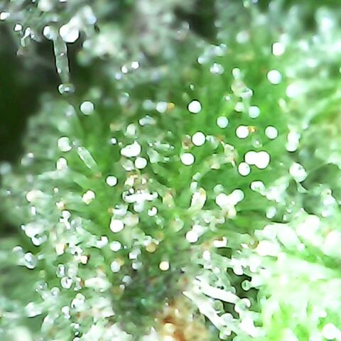 Gorilla  growlog timeline photo