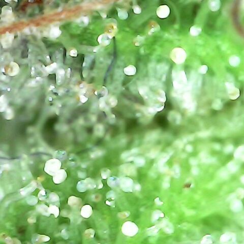 Gorilla  growlog timeline photo