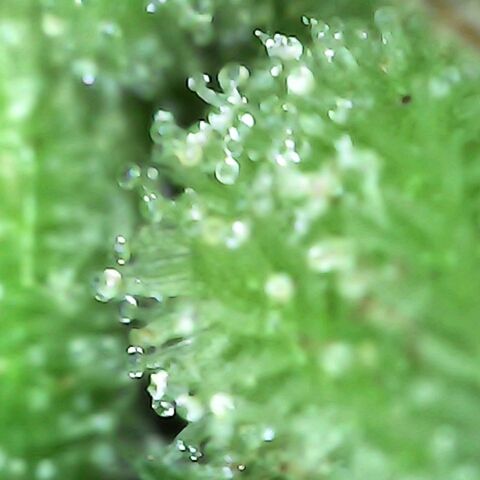 Gorilla  growlog timeline photo