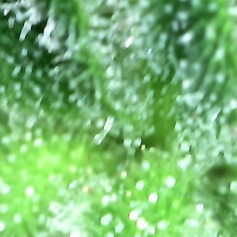 Gorilla  growlog timeline photo