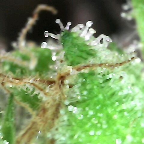 Gorilla  growlog timeline photo