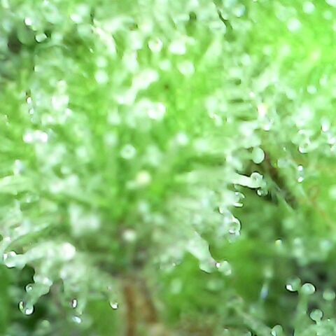 Gorilla  growlog timeline photo
