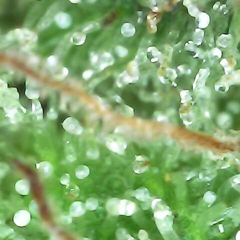 Gorilla  growlog timeline photo