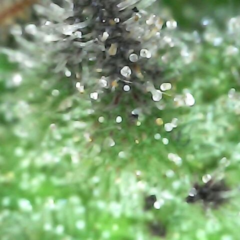 Gorilla  growlog timeline photo