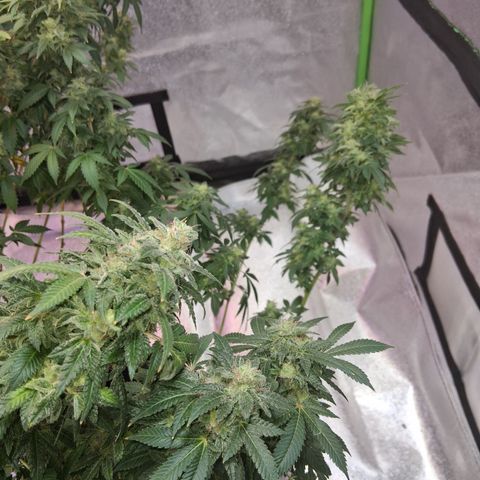 Gorilla  growlog timeline photo