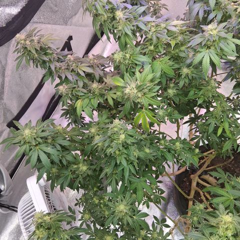 Gorilla  growlog timeline photo