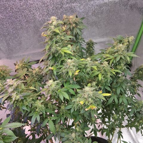 Gorilla  growlog timeline photo