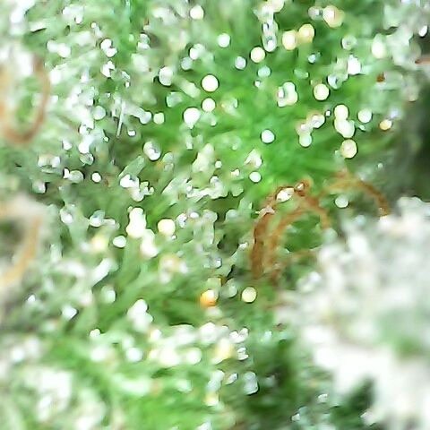 Gorilla  growlog timeline photo