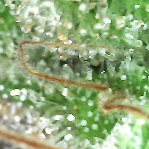 Gorilla  growlog timeline photo