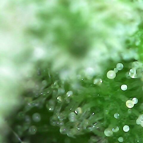 Gorilla  growlog timeline photo