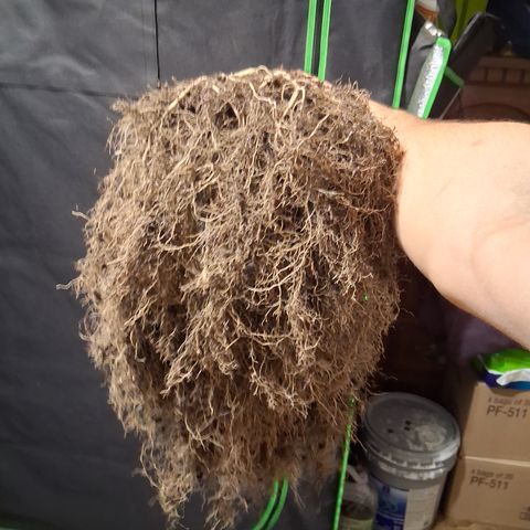 Gorilla  growlog photo: The root ball 